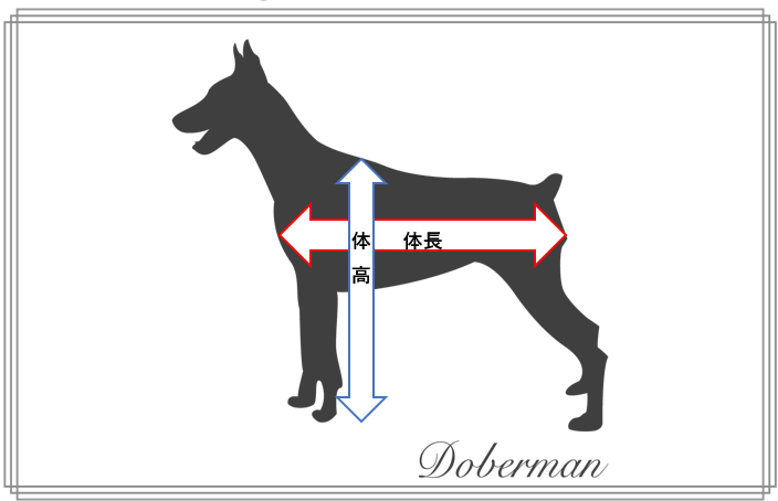 犬 の 体長 測り 方
